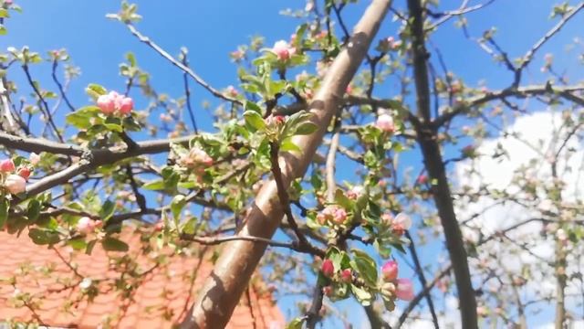 САД ВО ВСЕЙ КРАСЕ! Мои питомцы в начале мая. смотреть онлайн