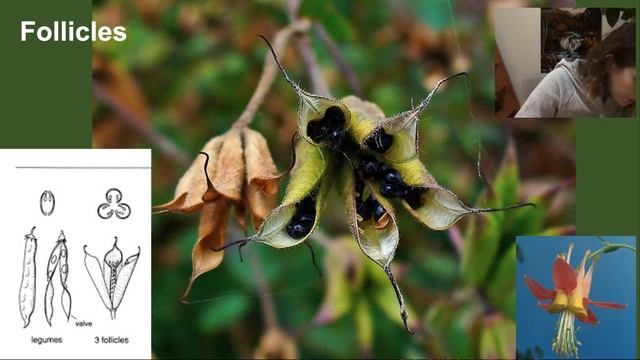 Fruits смотреть онлайн
