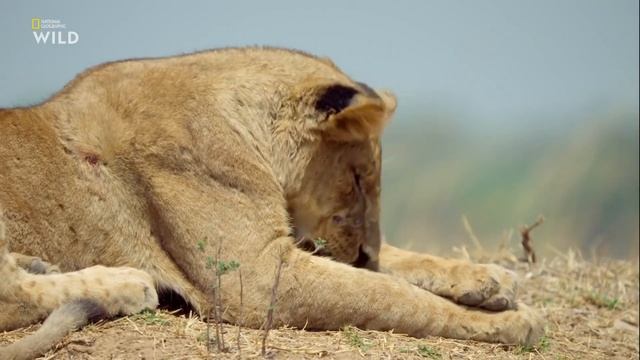 Африканские охотники: 3 сезон 1 серия | Восхождение Кимбы 🦁🌿 смотреть онлайн