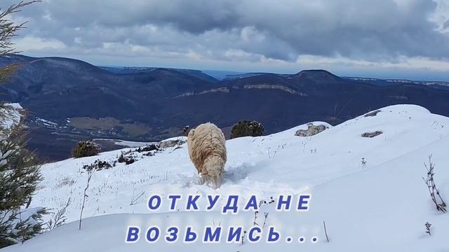 КРЫМ. ЗИМА. ПРОГУЛКА НА ЯЛПАХ смотреть онлайн