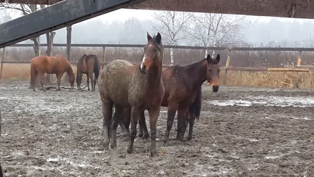 Эраст Фандорин смотреть онлайн