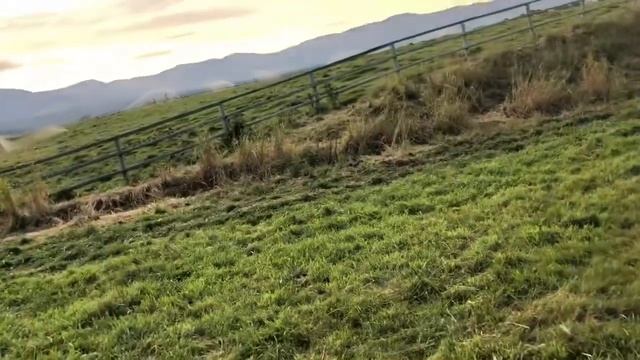 Y Lazy Y Bred heifers 9/7/18 смотреть онлайн