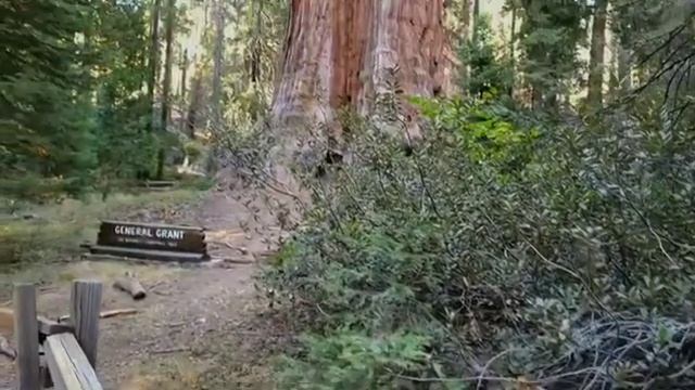 The General Grant Tree смотреть онлайн