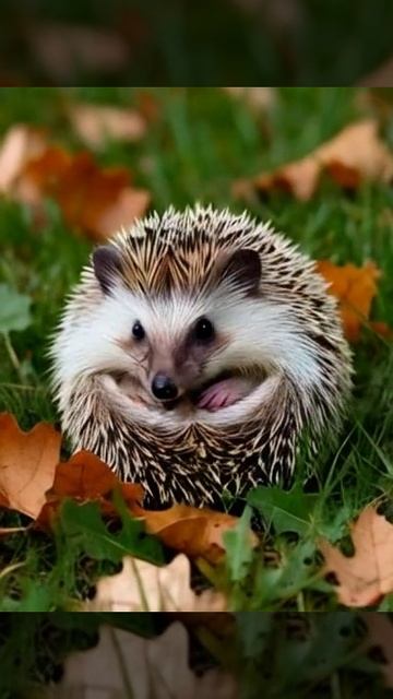 СВАРОЖИЙ КРУГ: Свернувшийся Ёж #календарьславян  #культура #тотемноеживотноеСкромный ёж