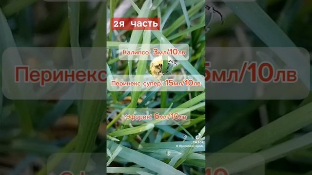Алёнка мохнатая на клубнике 2я часть #гомельскаяягода #огород #фермер #дача #клубника смотреть онлайн