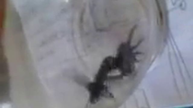 Шершень атакует смотреть онлайн
