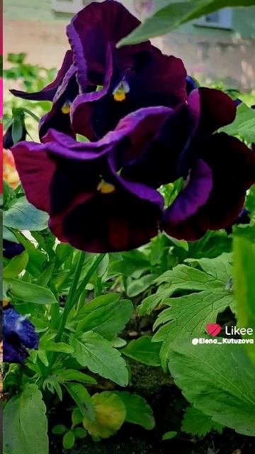 люблю цветы смотреть онлайн