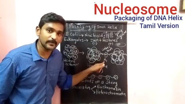 Nucleosome | Packaging of DNA Helix | Tamil Version | Molecular Basis: Part-5 смотреть онлайн