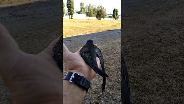 Как мы вырастили и поставили на крыло стриженка Ассоль смотреть онлайн