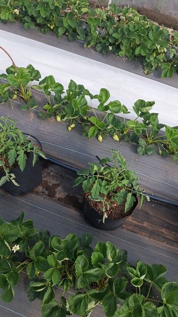 доделали полив на помидоры 🍅🍅🍅 #дача #садоводничество #огород #сад #garden #обзордачи смотреть онлайн