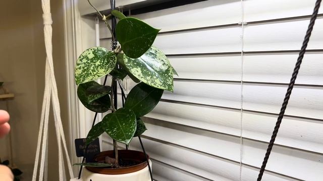 10/20/23- Hoya Parasitica Splash смотреть онлайн