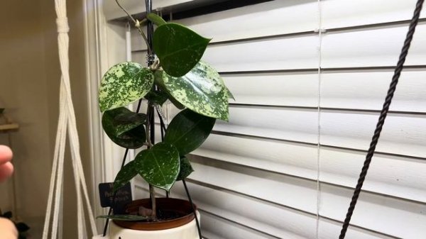 10/20/23- Hoya Parasitica Splash