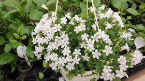 Колокольчик портеншлага, весна в теплице!