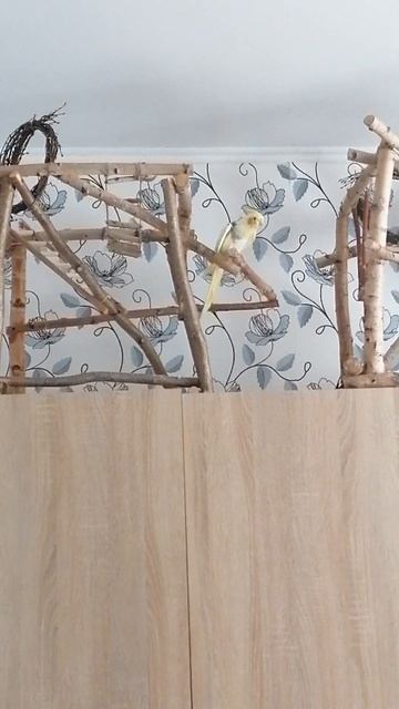 Пение корелла девочка #корелла #корелладевочка #кореллапение смотреть онлайн