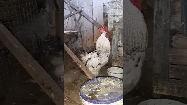 теперь осталось 2 петуха смотреть онлайн