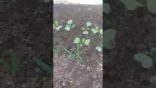 Как нарастил вегетативную массу лук в коробе смотреть онлайн