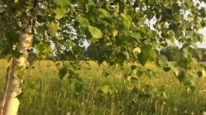 ПОЛЕЗНЫЕ СВОЙСТВА БЕРЁЗОВЫХ ПОЧЕК