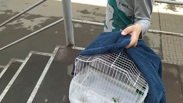 Инь заболела ч.3 Что с Инь?Съездили к ветеринару(( #shortvideo#неприятности#short# смотреть онлайн