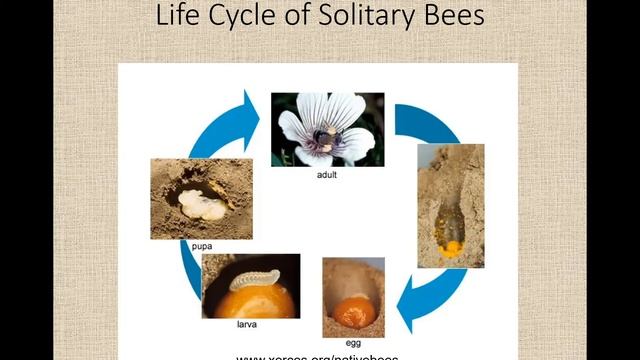 Planting for Bees' Needs смотреть онлайн