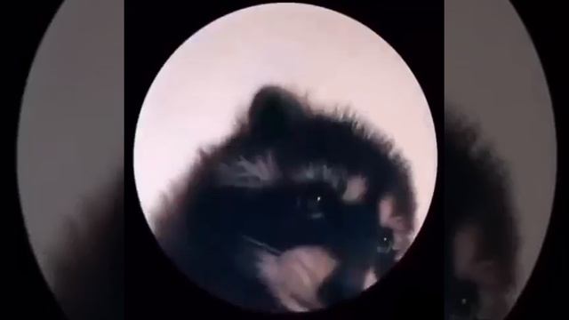 Енот Педро #raccoon #pedro смотреть онлайн