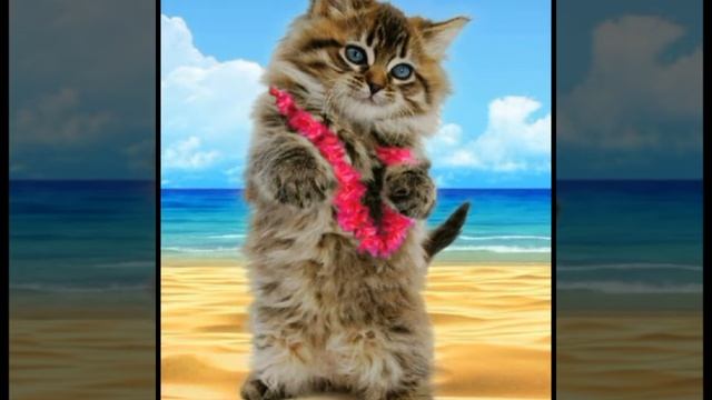 Распаковка игр и приложений Милый маленький говорящий танцующий котенок😻😻😻 смотреть онлайн