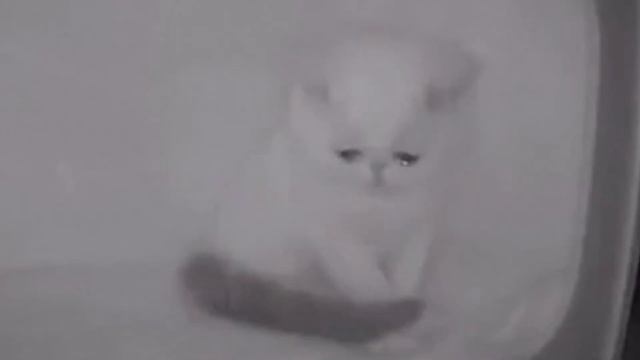 Котенок остался один😥 смотреть онлайн