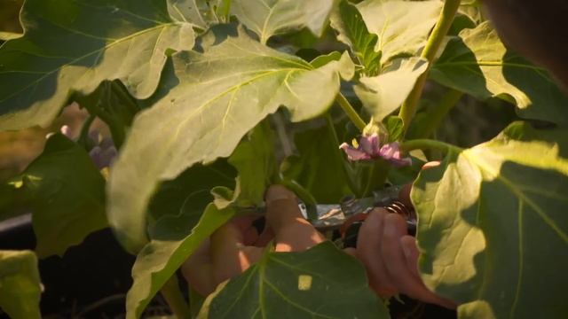 Beskär Och Skörda Aubergine
