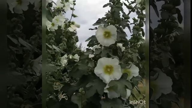Мальва- оберіг нашого роду смотреть онлайн