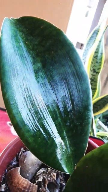 WHALE FIN SANKE PLANT JUNIOR AND SENIOR | SANSEVIERIA MASONIANA смотреть онлайн