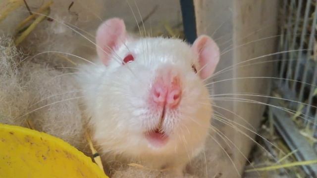 Feeder Rat Nose смотреть онлайн