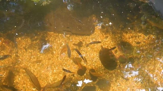 Feeding Tetras & Barbs in Outdoor Pond (14 Aug 2022) смотреть онлайн