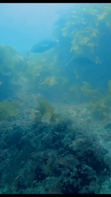 Friendly Trevally underneath an overhang #spearfishing #fishing #trevally #newzealand смотреть онлайн