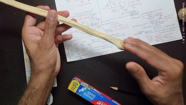 Fibula Bone - 1, Side Determination and Neck Fracture | Bone Chart and Model | TCML смотреть онлайн