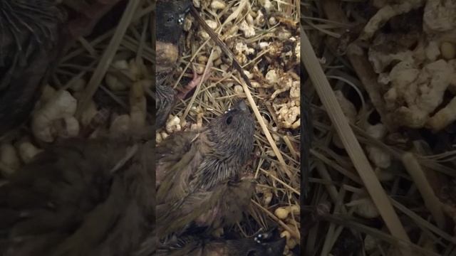 Птенцам амадин Гульда 18 дней смотреть онлайн