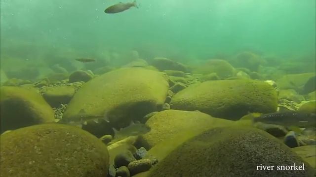 mountain whitefish смотреть онлайн