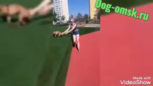 Привет от нашей бывшей питомцы Муси из ПИТЕРА смотреть онлайн