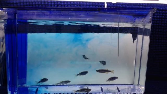 AQUAZOO 4L Zebra Fish Tank(methylene blue) cycle flow demo смотреть онлайн