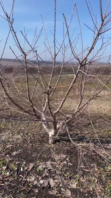 Sweet Cherry Spanish Bush #short #shorts