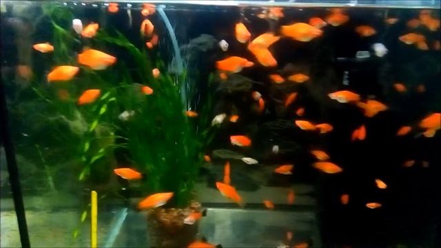 Меченосцы смотреть онлайн