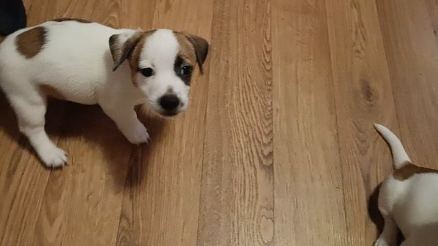 Щенки Джек Рассел терьер смотреть онлайн