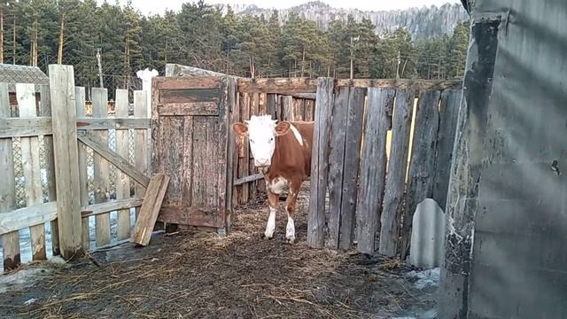 13.03.19 не мычим, не телимся😄 смотреть онлайн