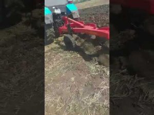 МТЗ пашет сухую землю на 30 см!