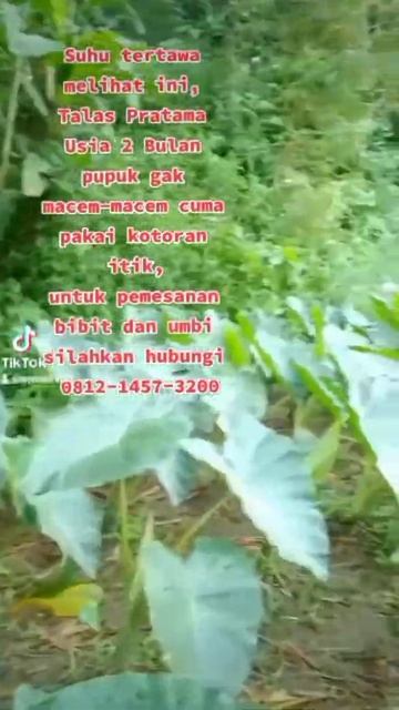 Talas Pratama | Pratama Taro Plant | Taro Plant