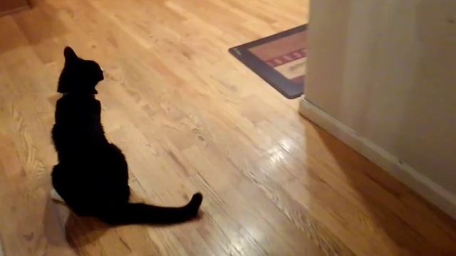 Alastor Meows смотреть онлайн