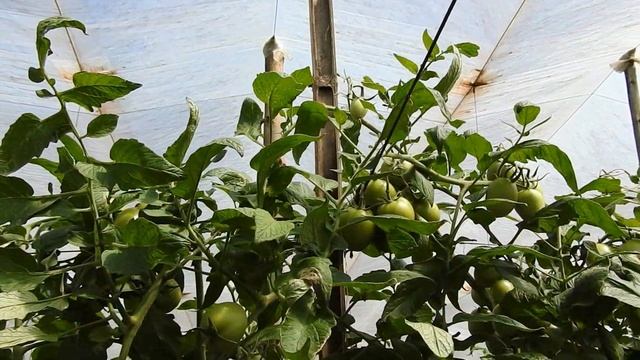 Como plantar tomate em estufa, variedade BSll0020. смотреть онлайн