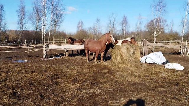 ЦЫГАНСКИЕ ЛОШАДИКОБЫЛА ТЯЖЕЛОВОЗ НЕОБЫЧНОГО ОКРАСА