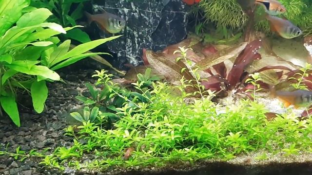 Видаляю людвігію суперред, підстригаю хеміантус та дещо з AliExpress