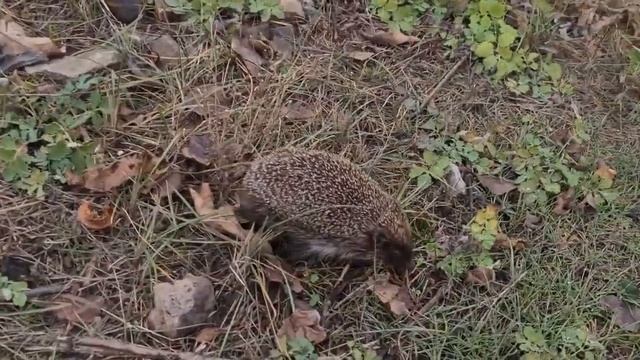 ЗВУКИ ЇЖАКА, або ЯК РОЗМОВЛЯЮТЬ ЇЖАКИ смотреть онлайн