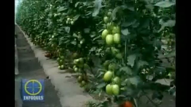Manual del Tomate смотреть онлайн