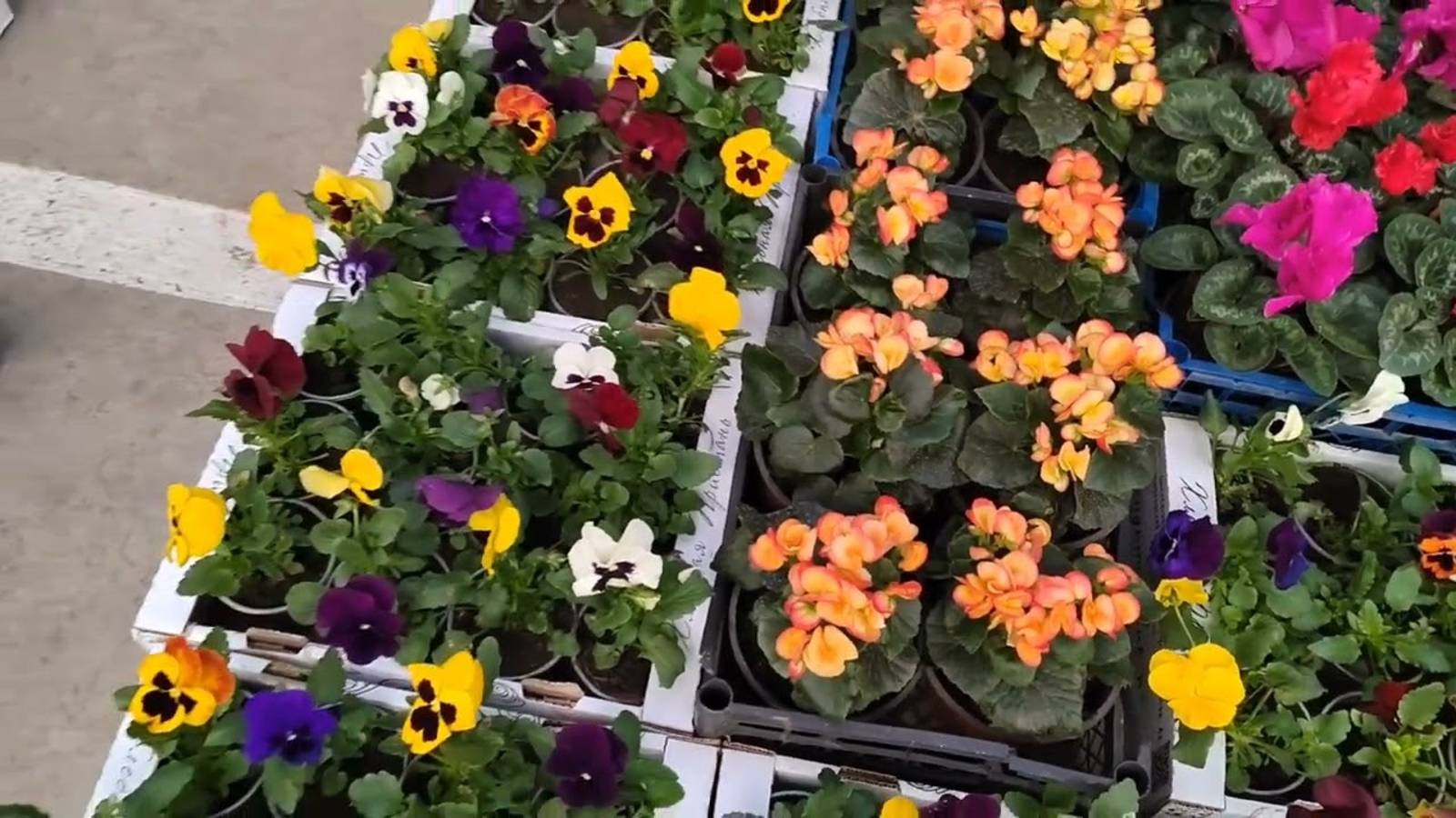 Цветочный рынок Краснодар 16 апреля 2025 г смотреть онлайн